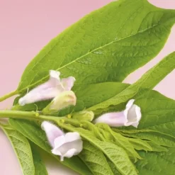 Patrice Mulato Shampoo Protetor Da Cor Para Cabelos Pintados